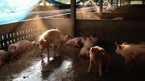 Flere grise som er i en stald